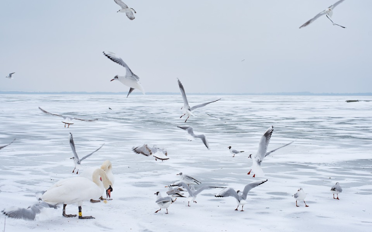 Összefüggő, de vékony a Balaton jege