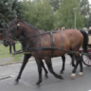 Sághegyi Szüreti Napok 2017