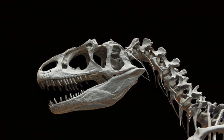 Nagyon hamar kifejlődtek új emlősfajok a dinoszauruszok kihalása után