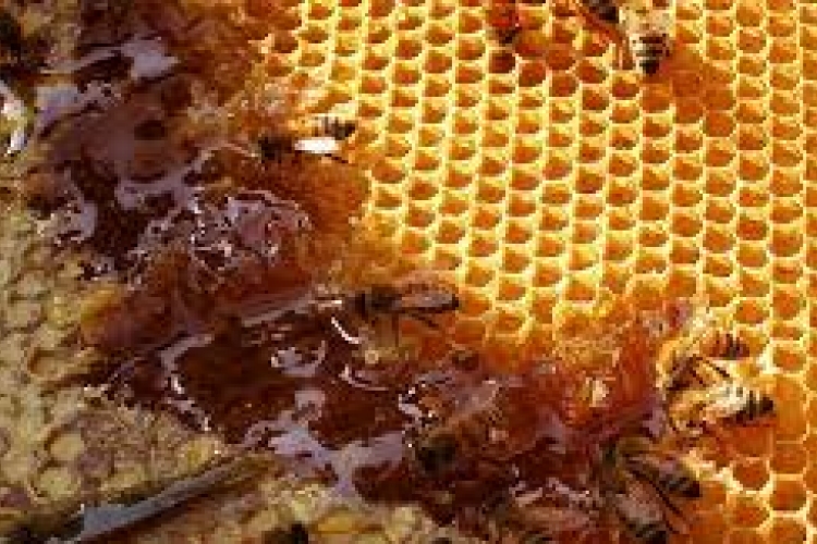 Akár 6 milliárd forintra rúghat a méhészek kára