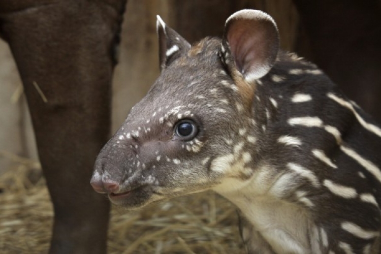 Szerdától péntekig lehet szavazni a veszprémi kis tapír nevére