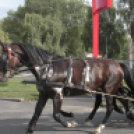 Sághegyi Szüreti Napok 2017