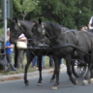 Sághegyi Szüret 2016 