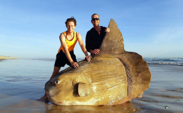 Egy óriási holdhal tetemét sodorta partra a víz egy dél-ausztráliai strandon 