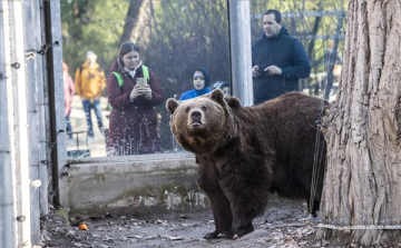 Meglátta árnyékát a fővárosi állatkert medvéje