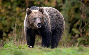 Medvetámadásban meghalt egy 34 éves erdélyi férfi